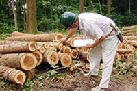 ②伐採現場で造材された原木をチェック