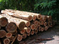 ③製材所に搬入された原木をチェック