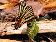 ギフチョウ産卵