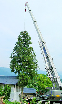 特殊伐採の様子